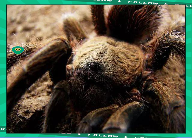 STAR SPORTS-莱万多夫斯基赛事官方发布比分优势明显新规，湖人争议不断！的简单介绍